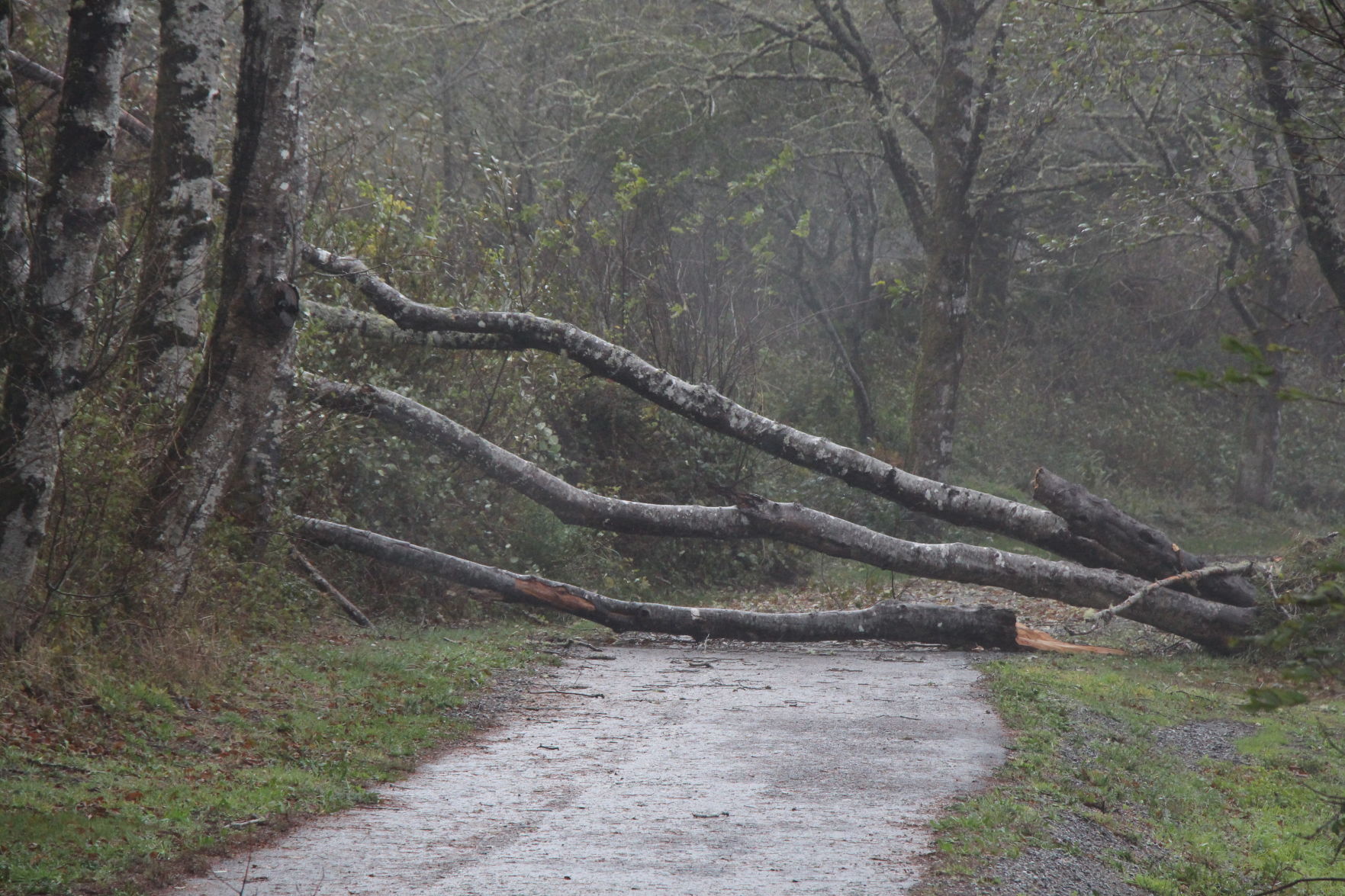 Tree Down